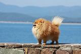 SPITZ ALLEMAND 358